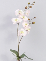 Phalaenopsisplant 75cm wit-roze